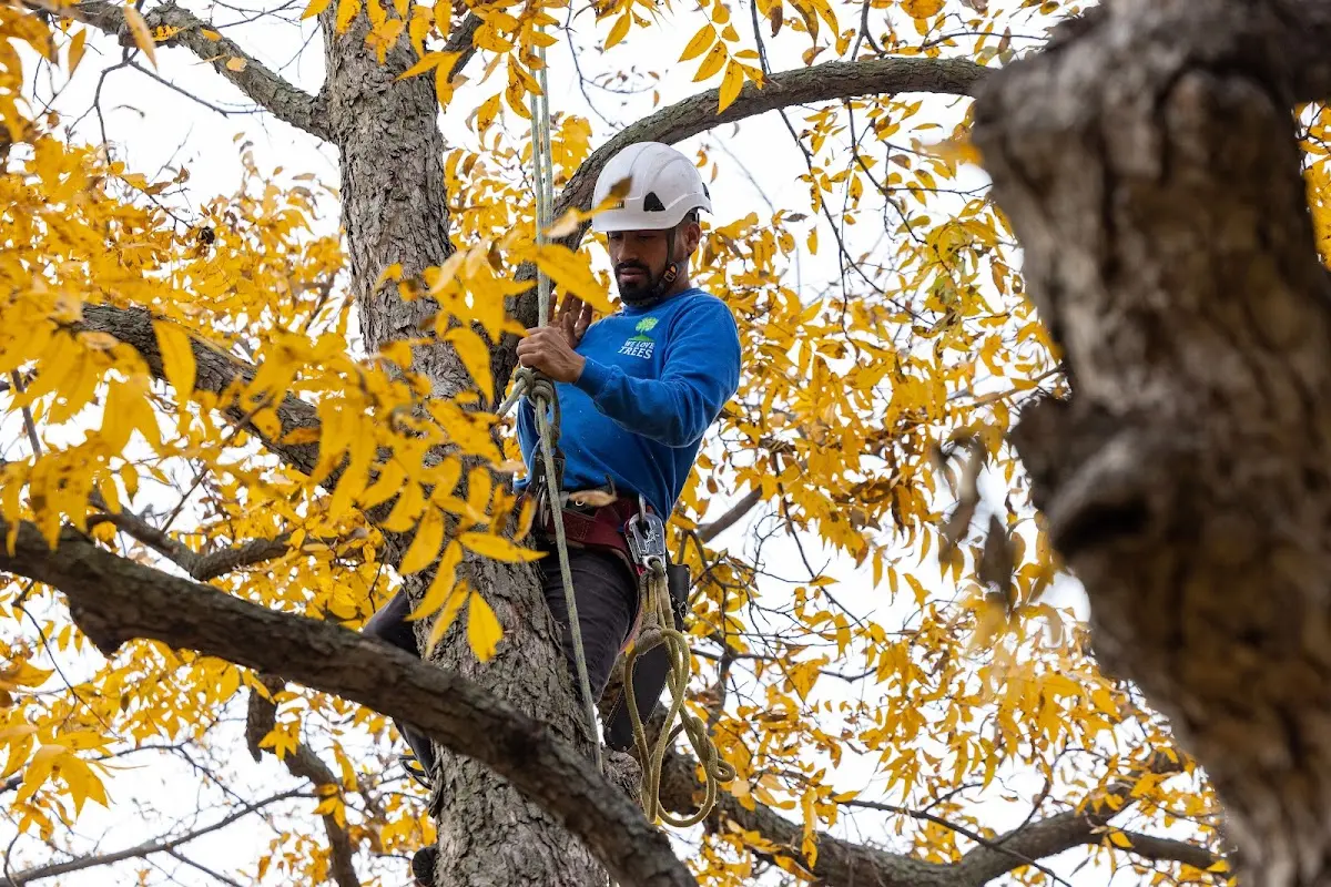 Skilled Tree Pruning crew working in La Fayette